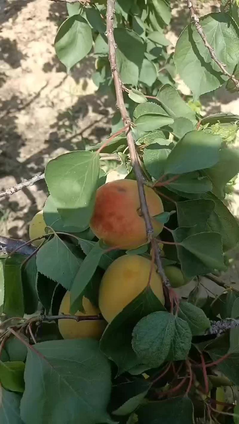 凯特杏，大量上市中有需要的联系我哦