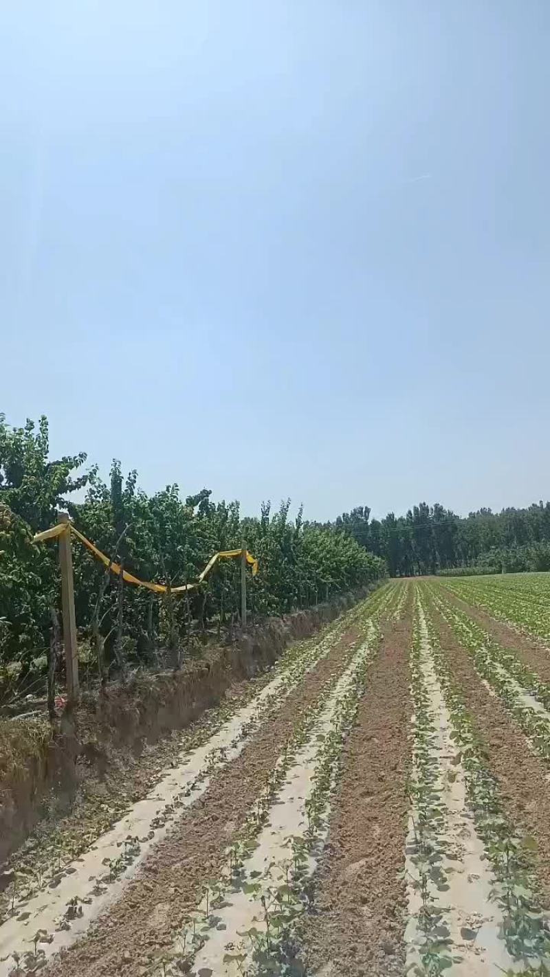 凯特杏，大量上市中有需要的联系我哦