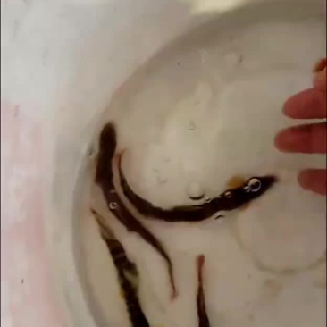 红尾副鳅，钢鳅，红尾巴，