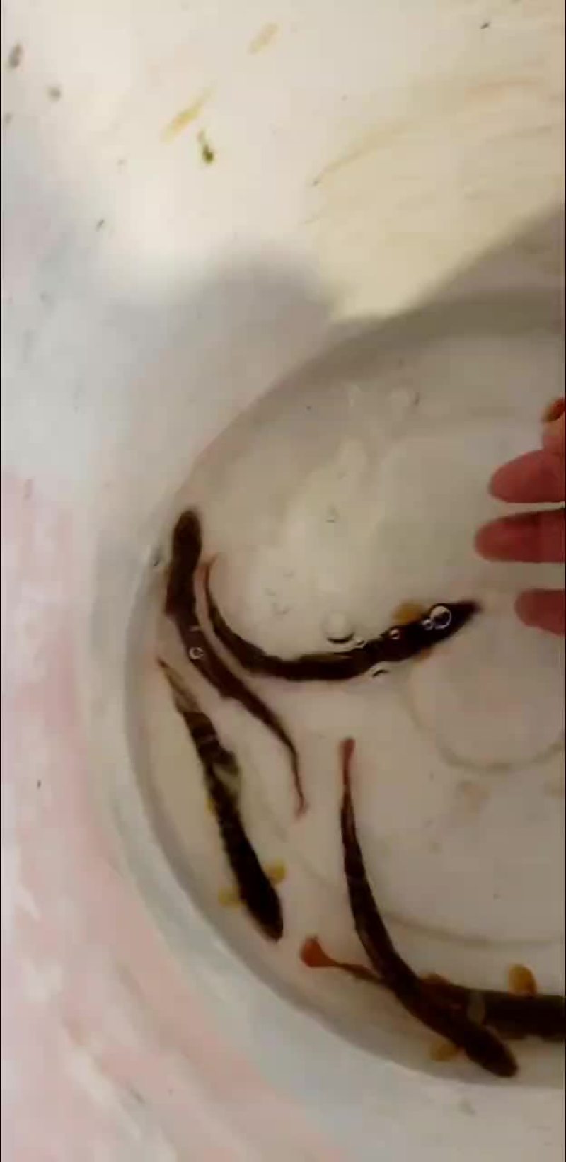 红尾副鳅，钢鳅，红尾巴，