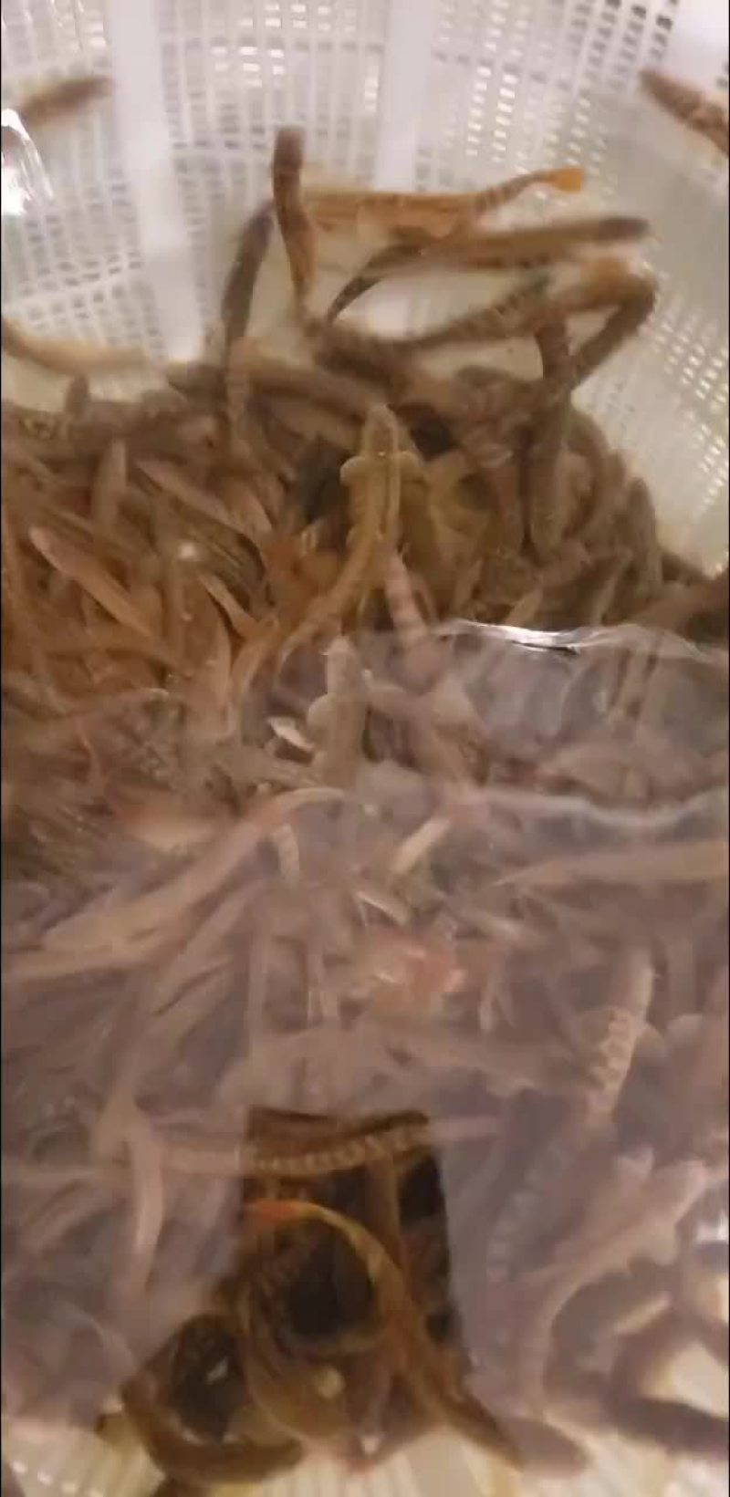 红尾副鳅，钢鳅，红尾巴，