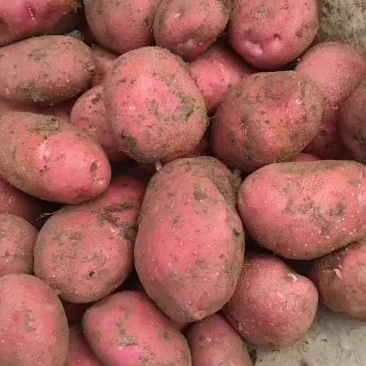 高山红皮黄心土豆