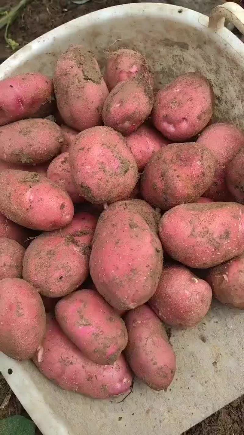 高山红皮黄心土豆