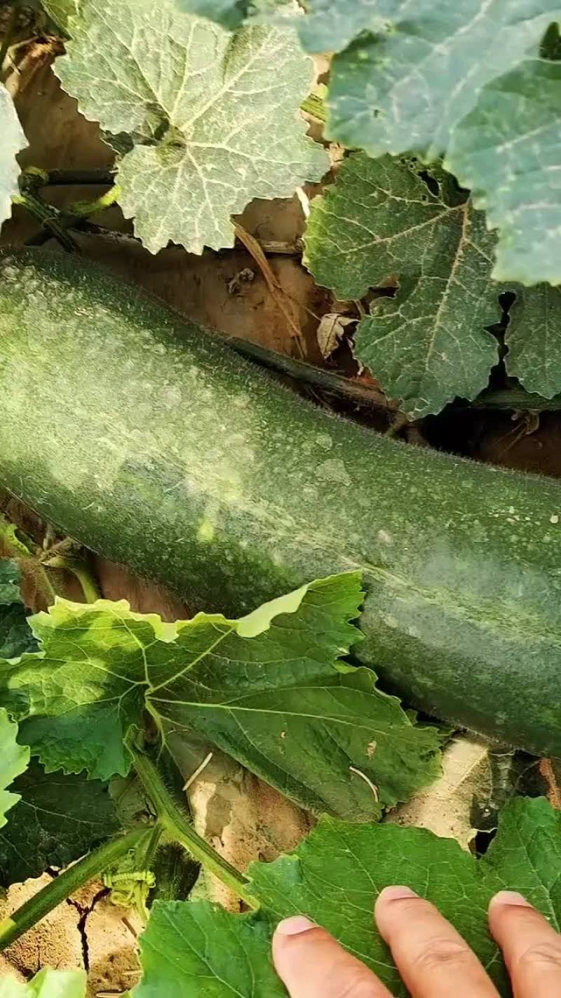 黑皮冬瓜-基地直供-保质保量-价格合理