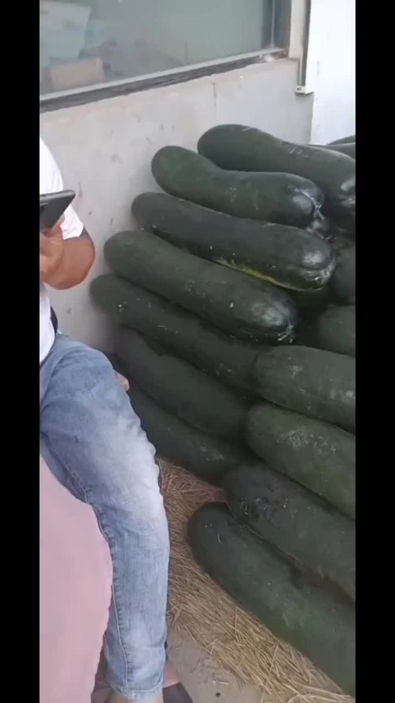 黑皮冬瓜-基地直供-保质保量-价格合理