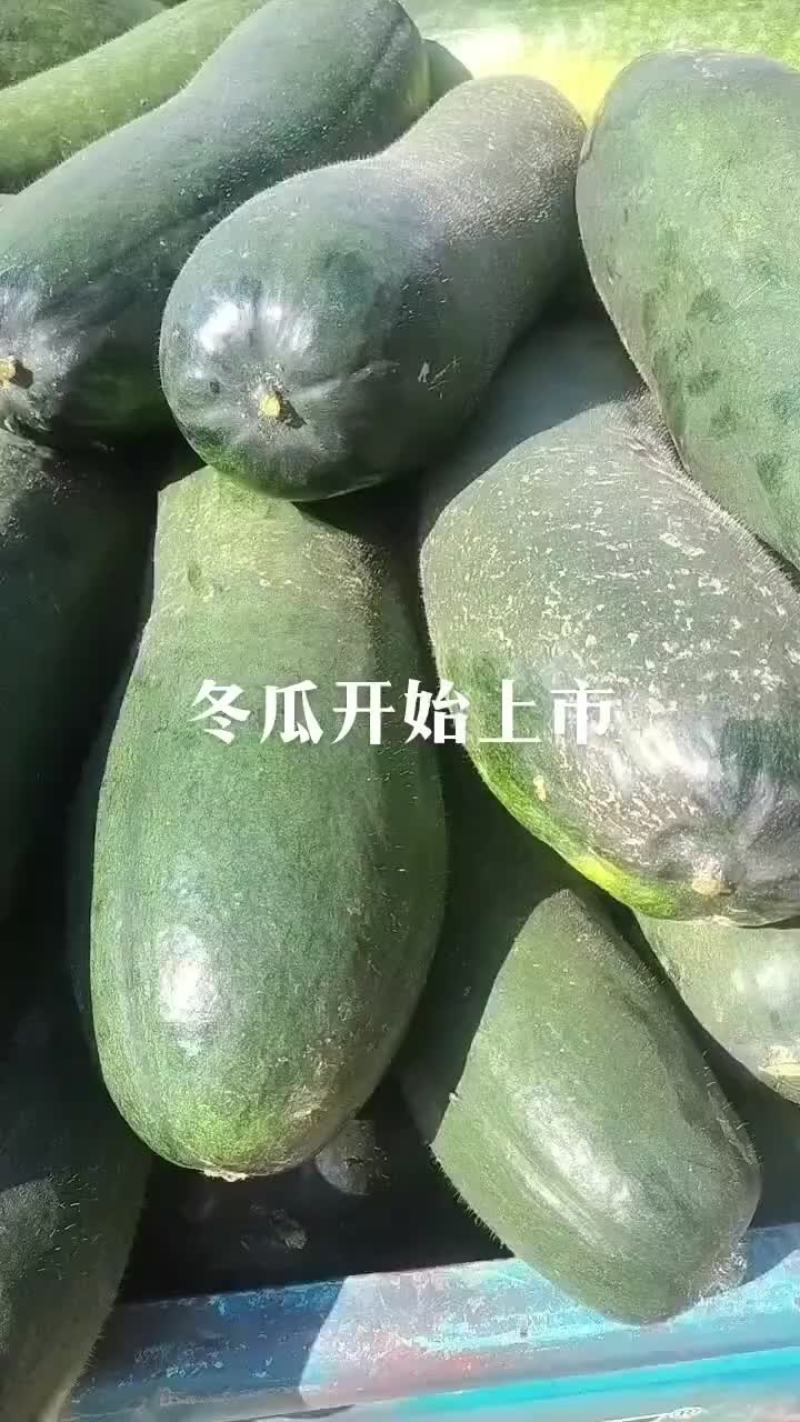 黑皮冬瓜-基地直供-保质保量-价格合理