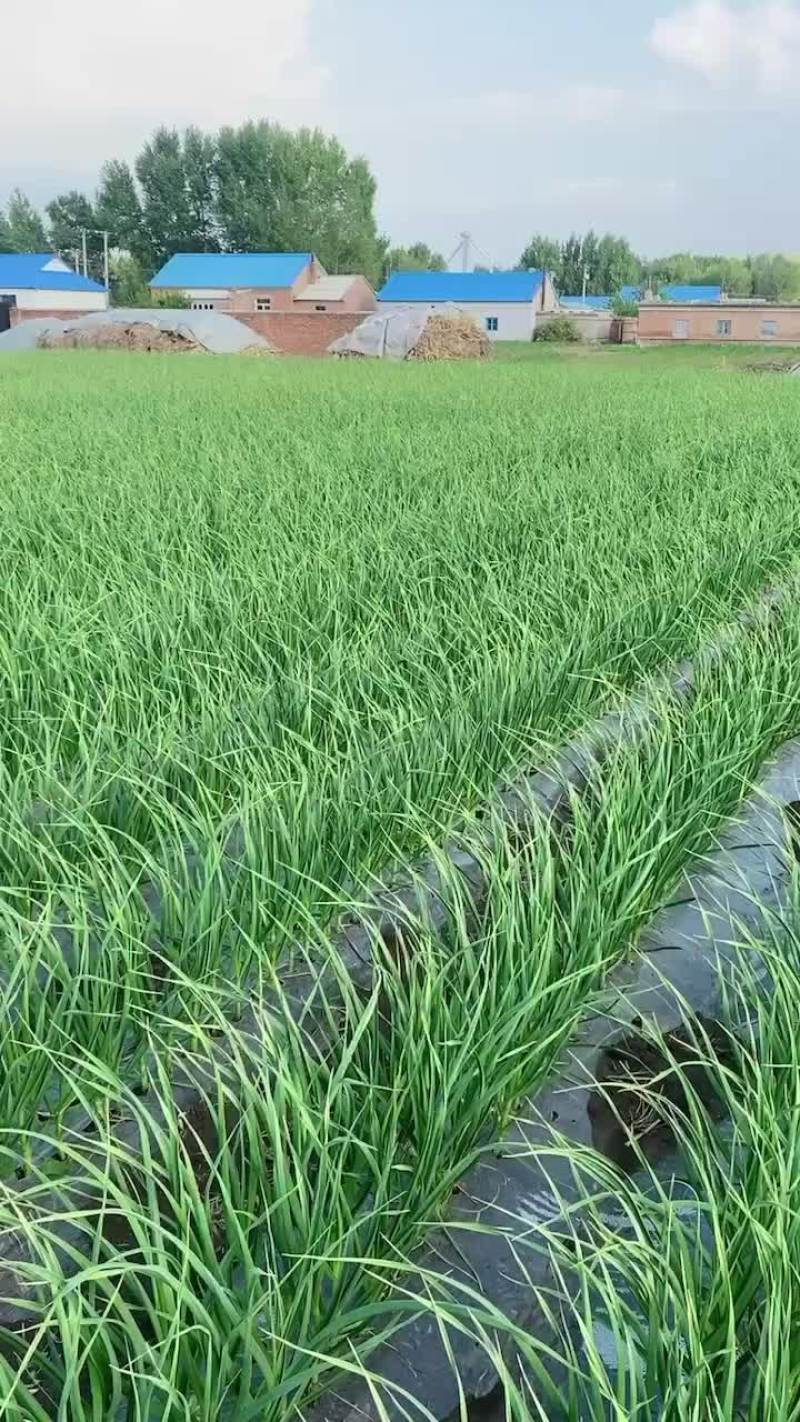 一点红蒜苗