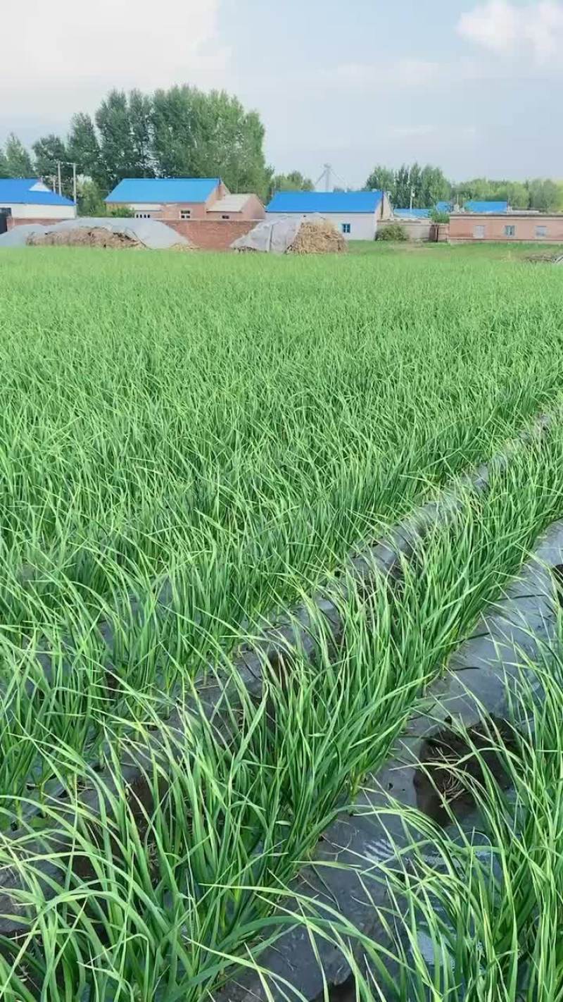 一点红蒜苗