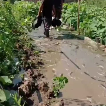 精品荷花