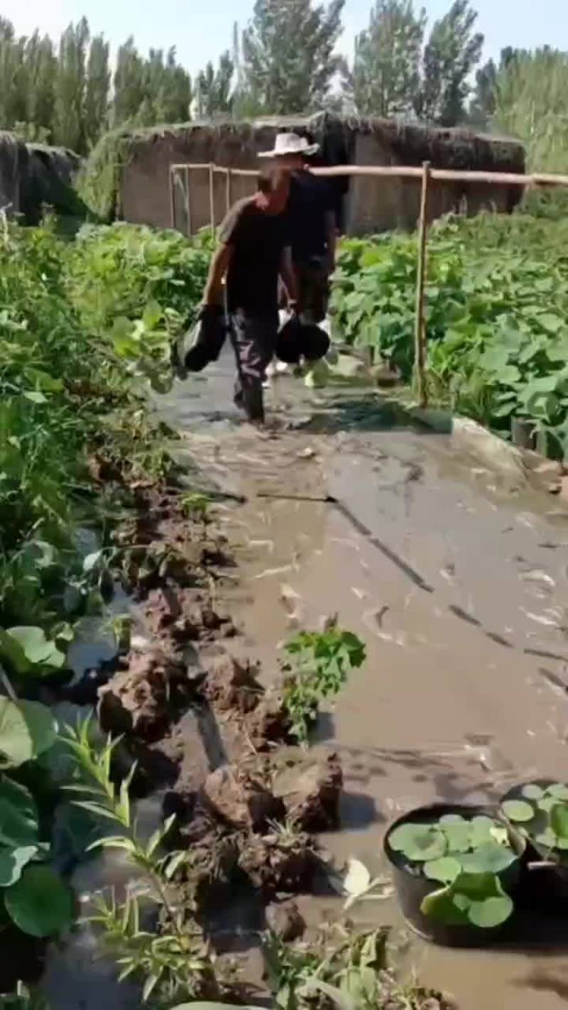 精品荷花