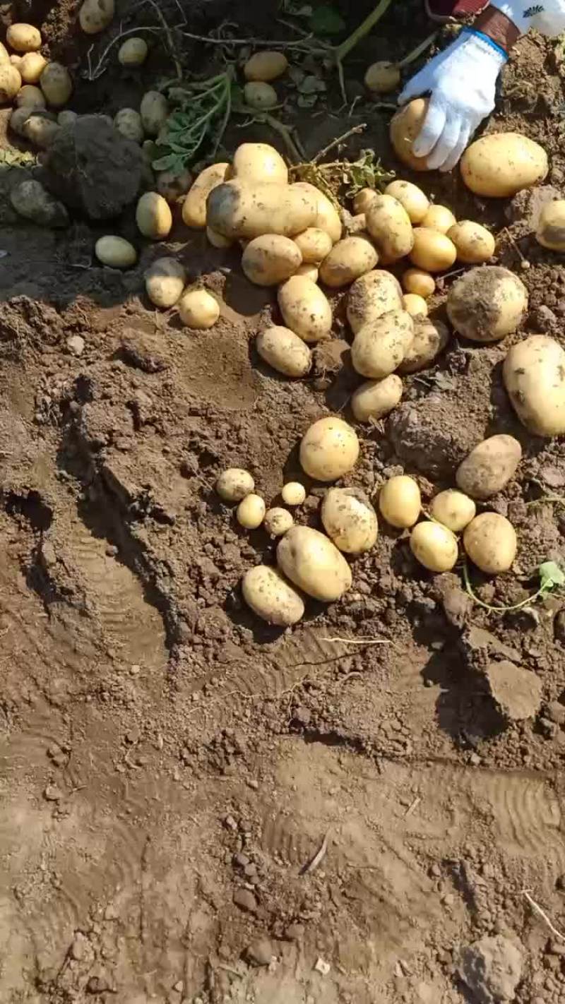河北保定蠡县土豆基地，荷兰，沃土，西森，黄皮黄瓤，！