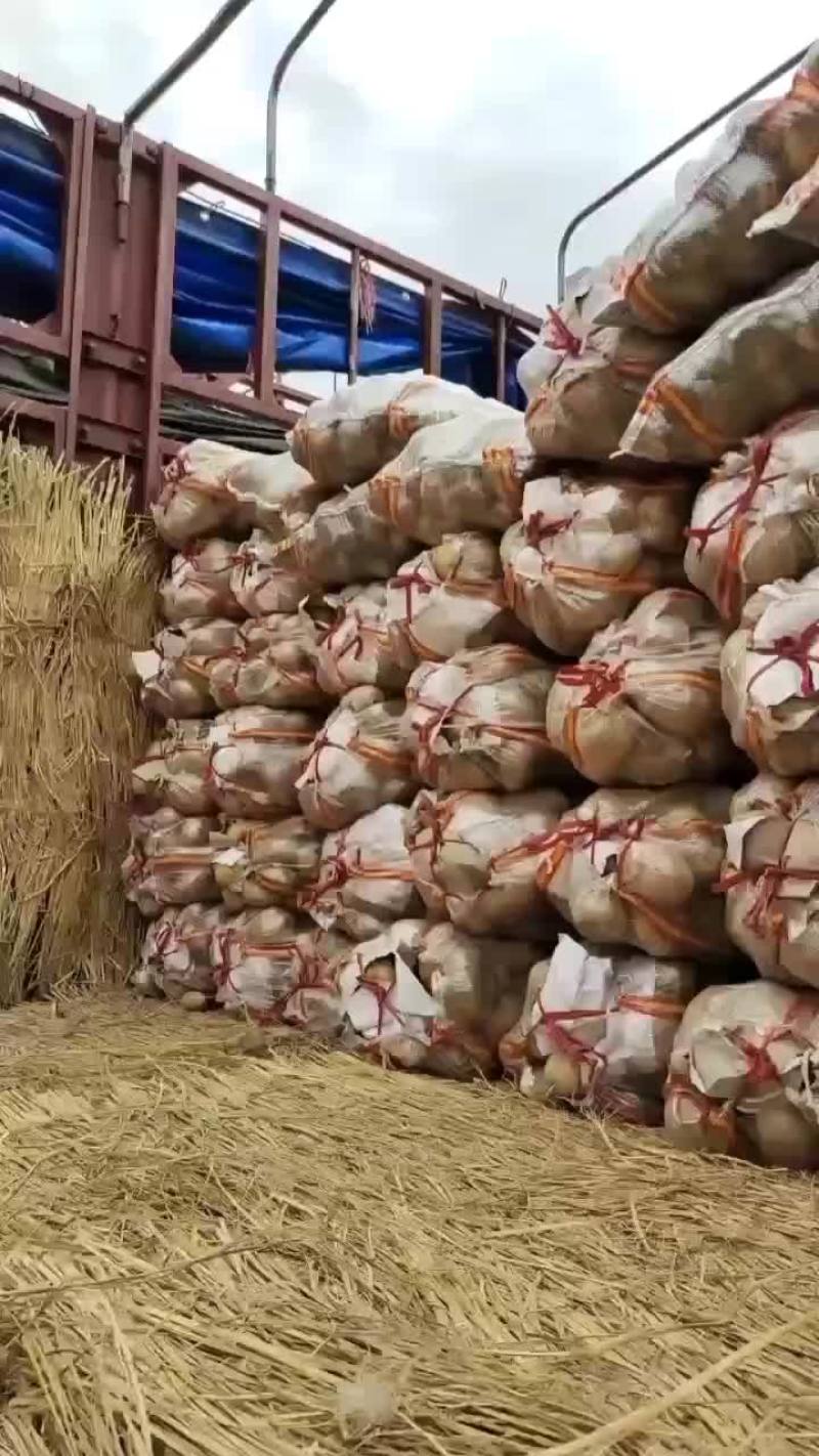 河北保定蠡县土豆基地，荷兰，沃土，西森，黄皮黄瓤，！