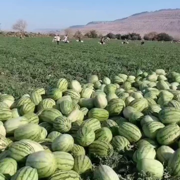 西瓜