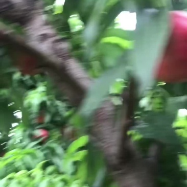 山西运城临猗中油18自家果园