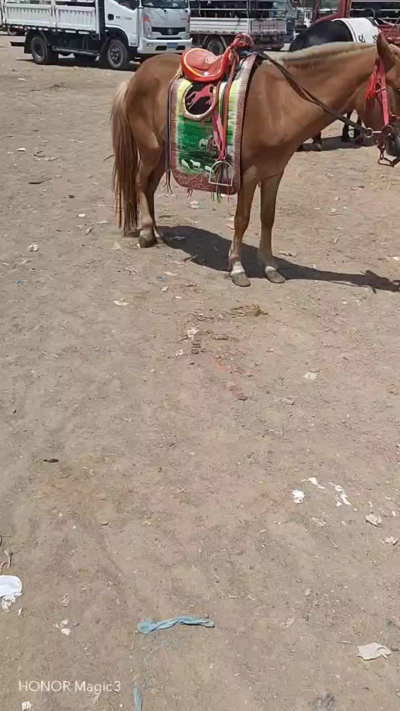 骑马