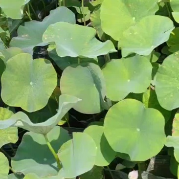 盆栽精品荷花