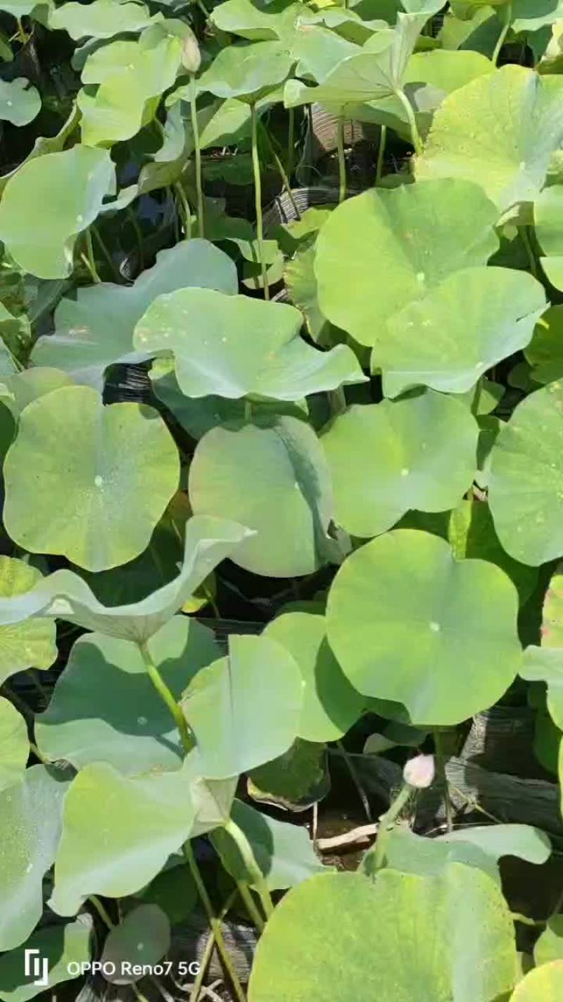 盆栽精品荷花