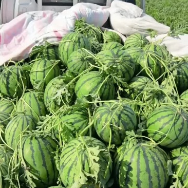 台头陆地小京欣西瓜