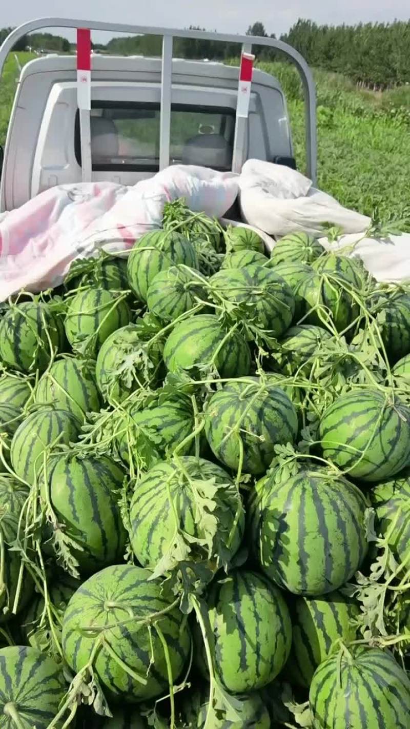 台头陆地小京欣西瓜
