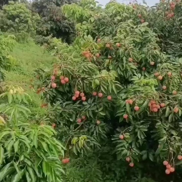 黑叶荔枝，桂味