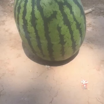 精品甜王