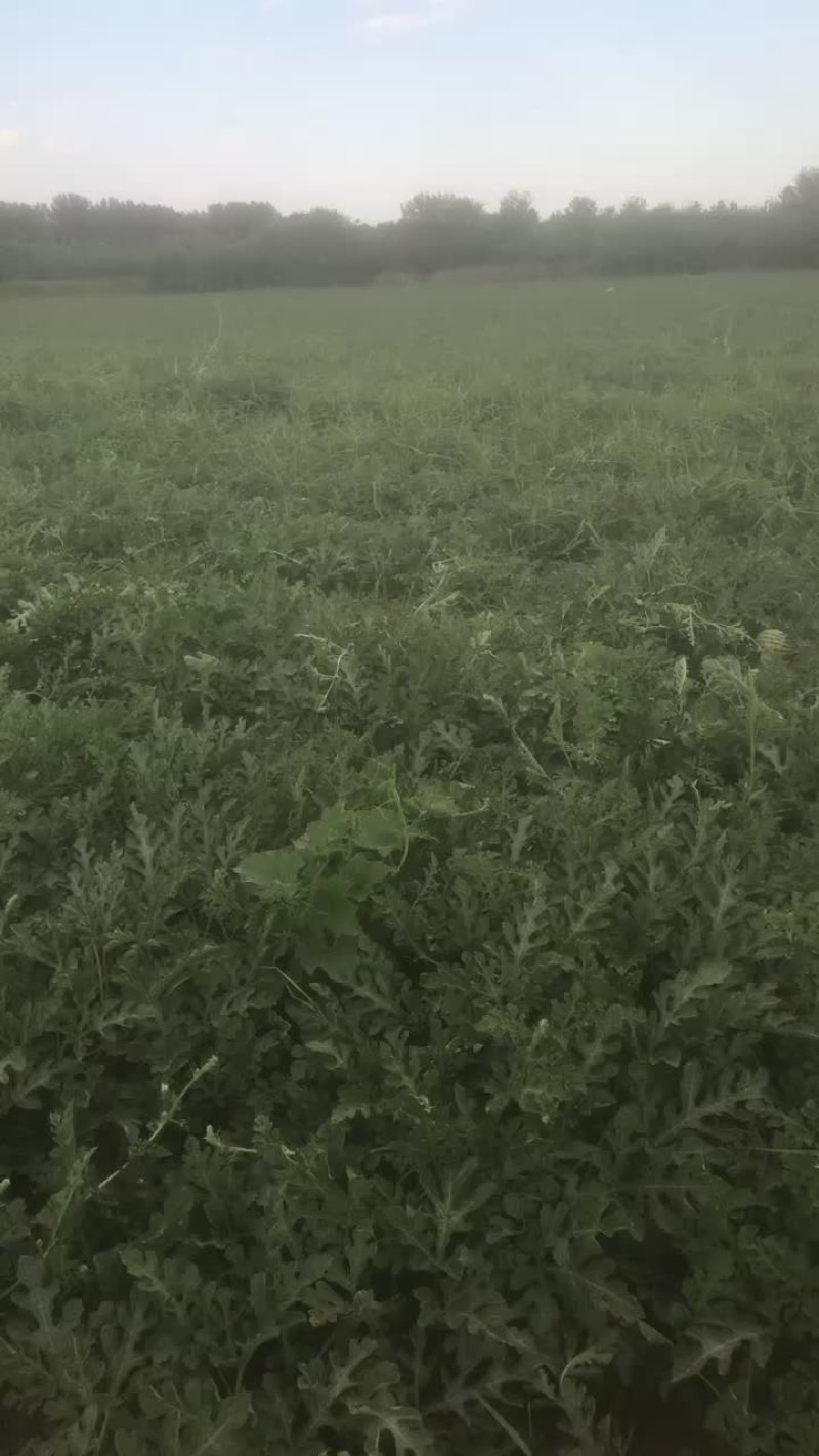 精品甜王