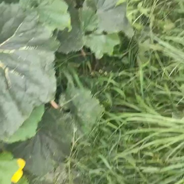 黑皮冬瓜