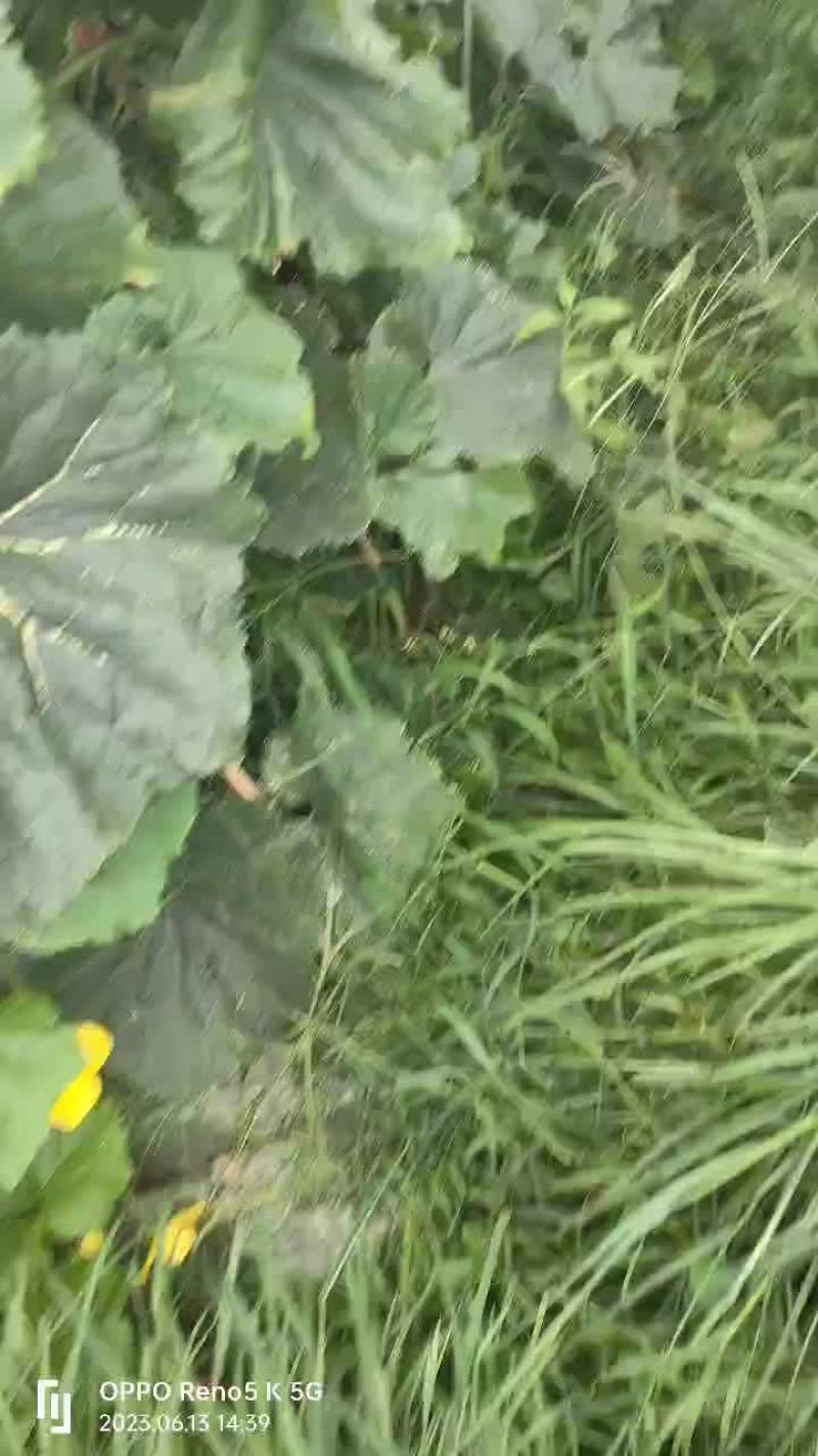 黑皮冬瓜