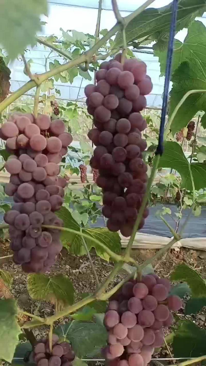 甜