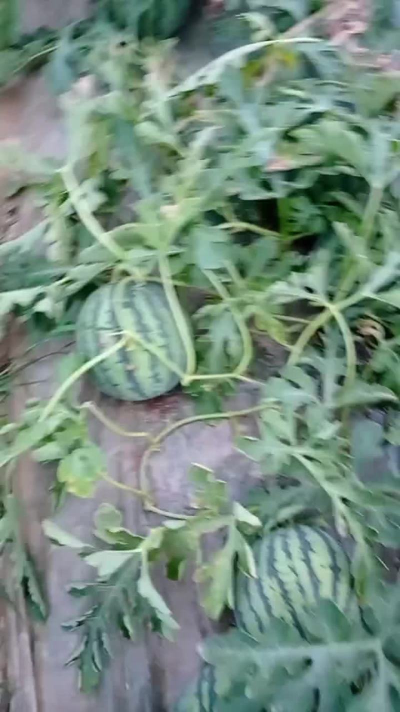 江苏产地西瓜产地直发价格优对接电商批发商档口
