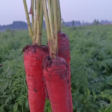 新鲜红心胡萝卜