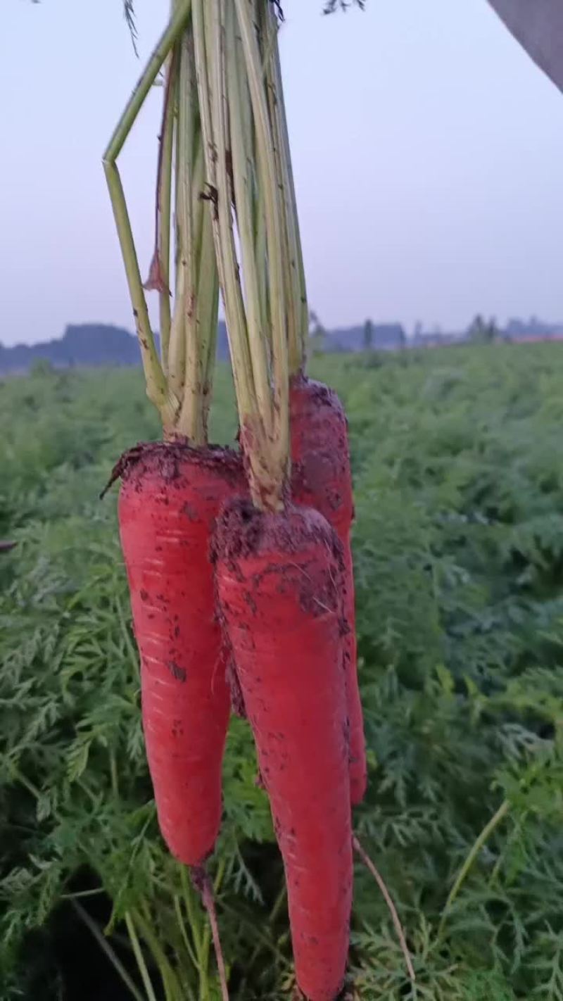 新鲜红心胡萝卜
