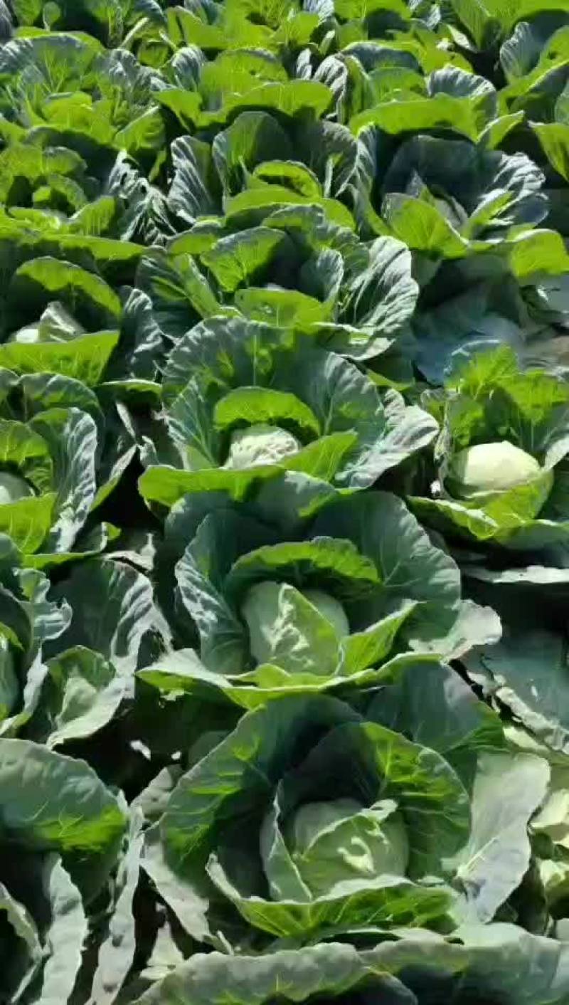 甘蓝