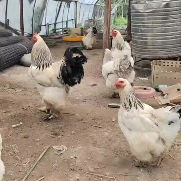 婆罗门