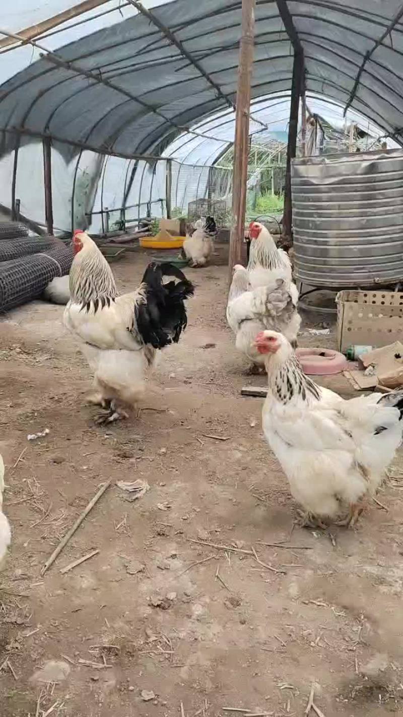 婆罗门