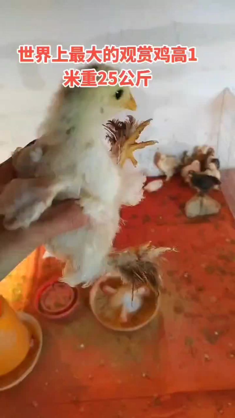 婆罗门