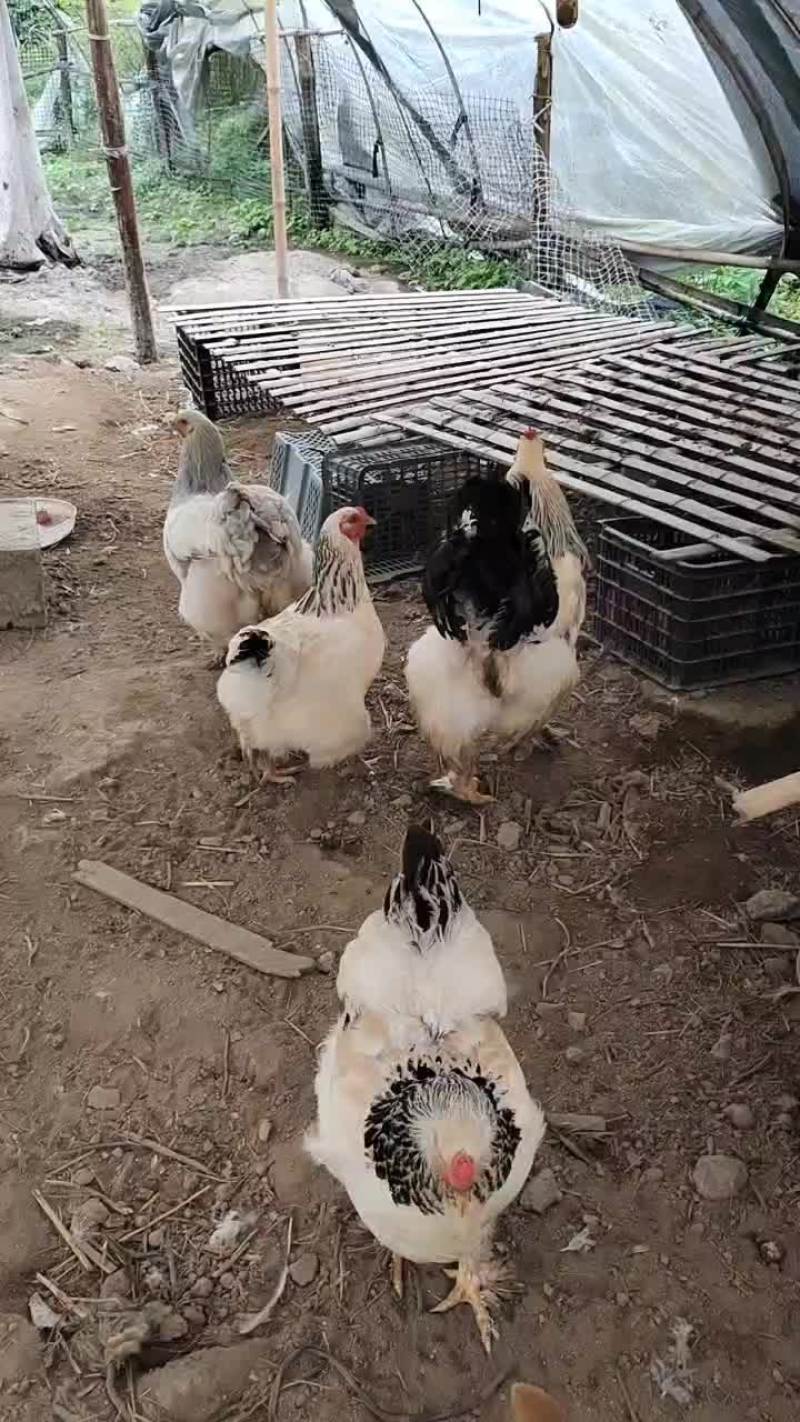 婆罗门