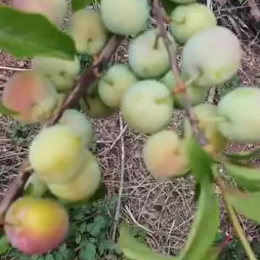 半边红（茵红）李子上市了