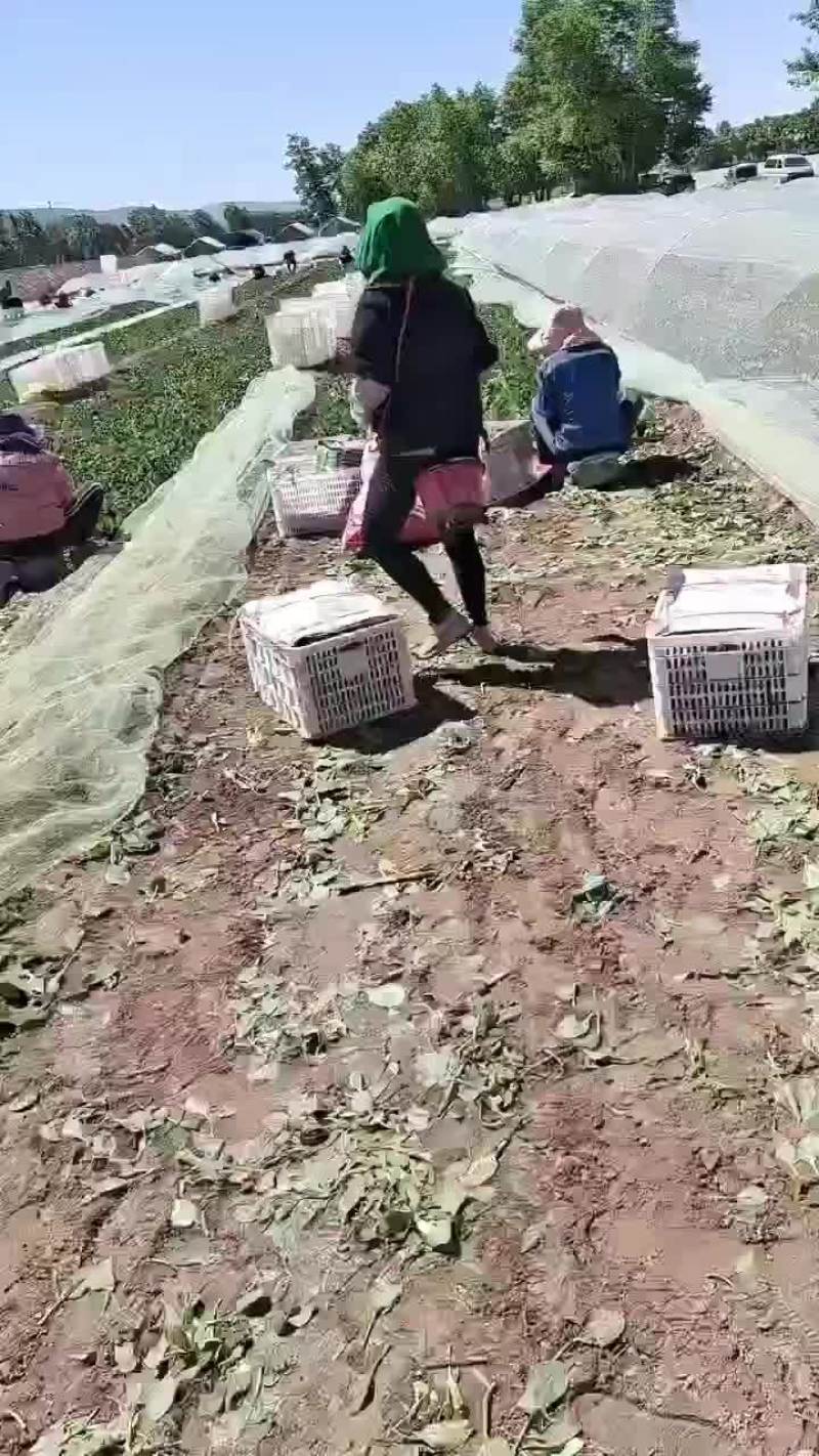 25-28公分精品菠菜大家上市了，欢迎各位老板下单。