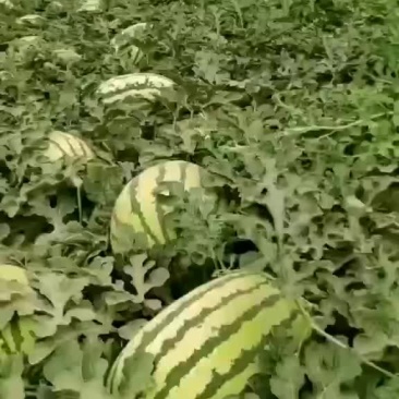 蒲城金城武大量上市中产地直销代发