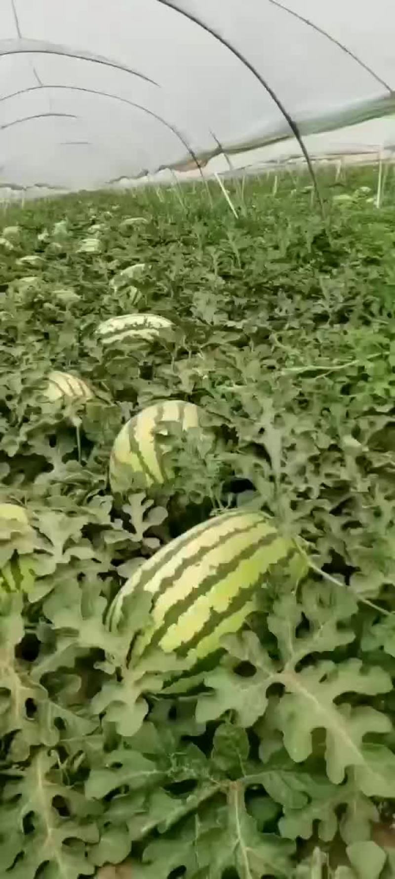 蒲城金城武大量上市中产地直销代发