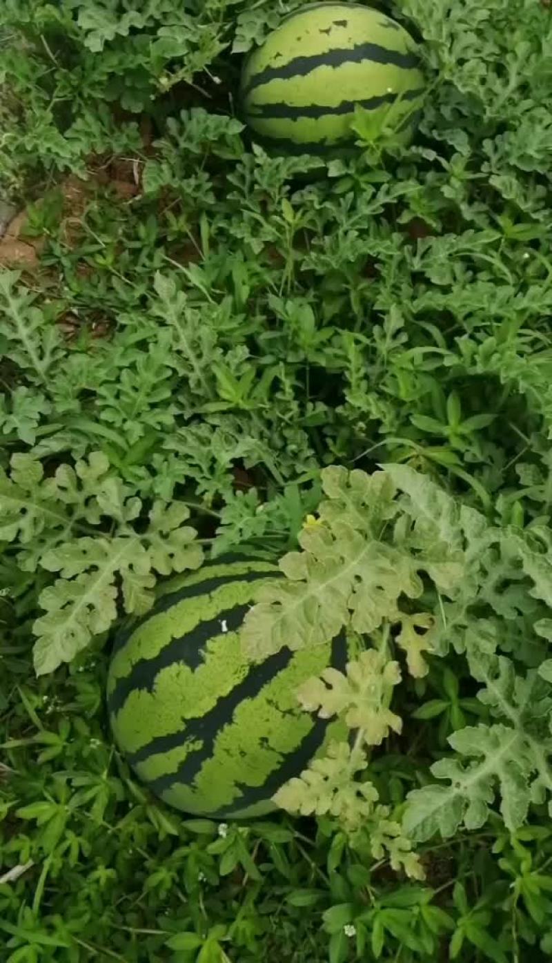 绵阳露天美都