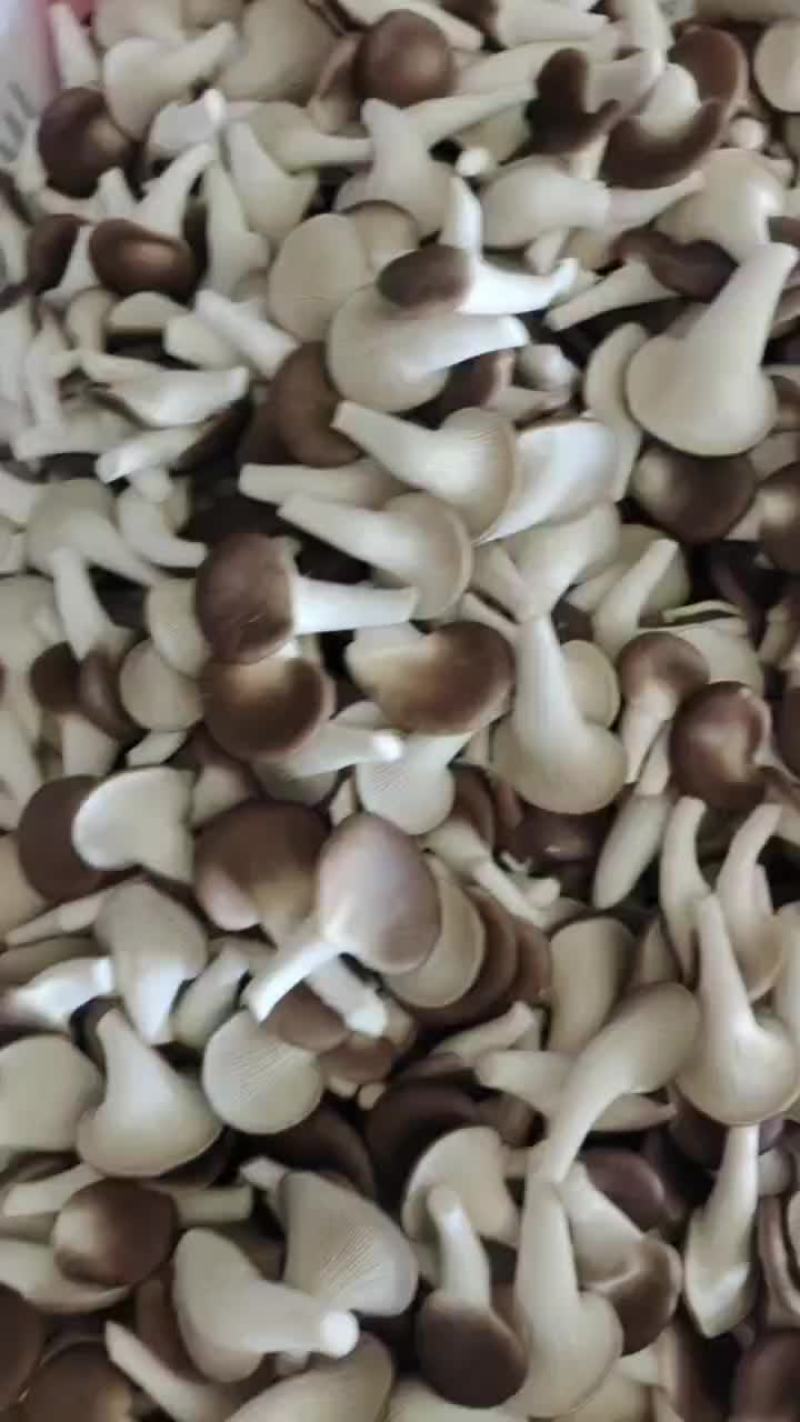 秀珍菇