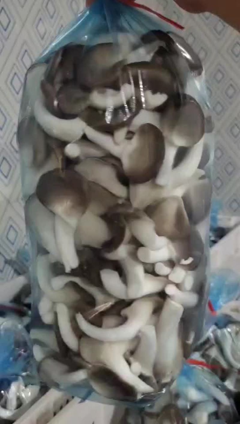 秀珍菇