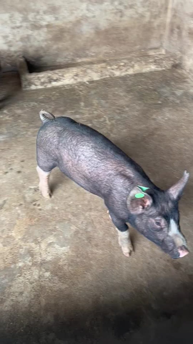 巴克夏种公猪母猪