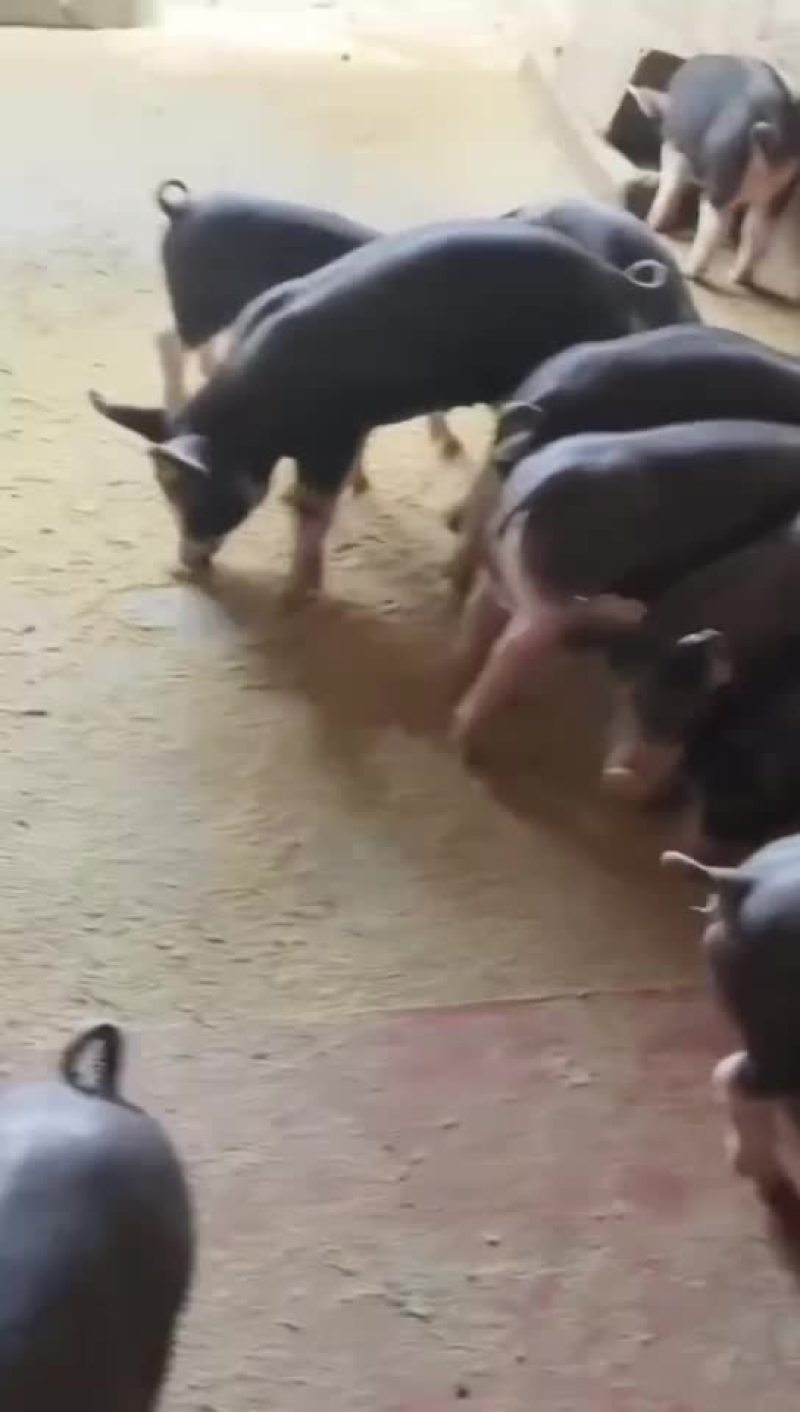 巴克夏种公猪母猪