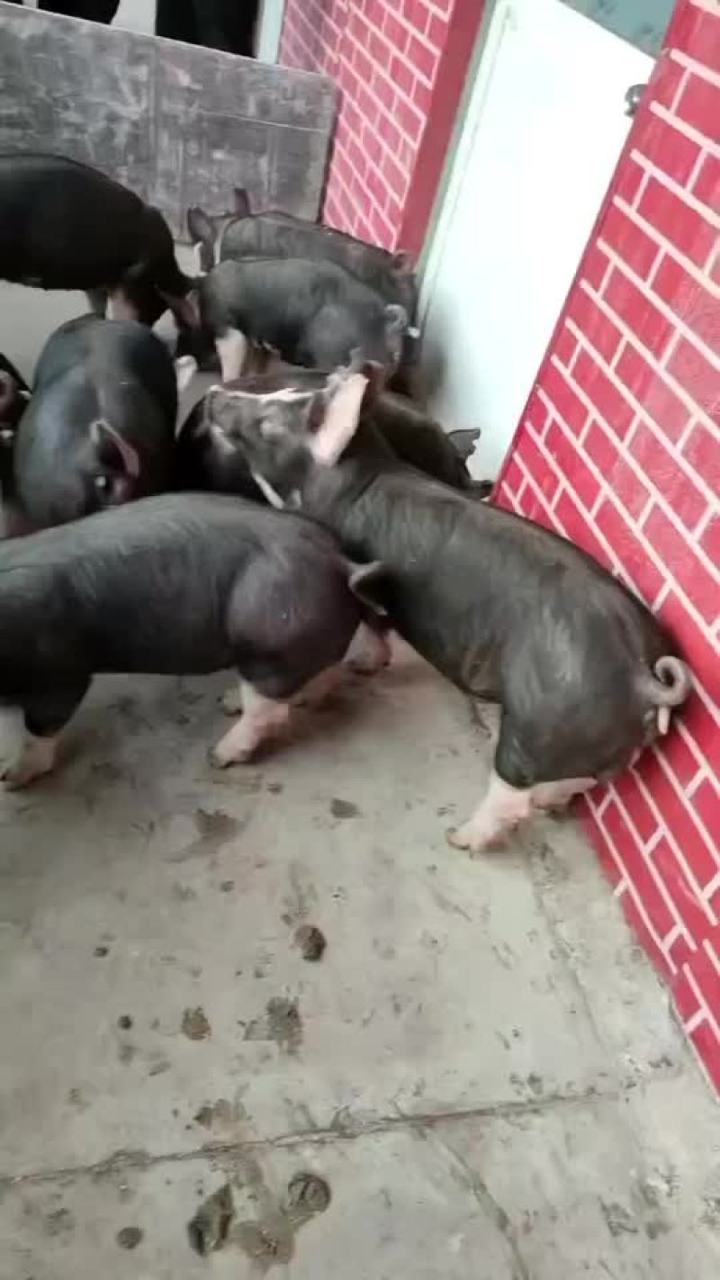 巴克夏种公猪母猪