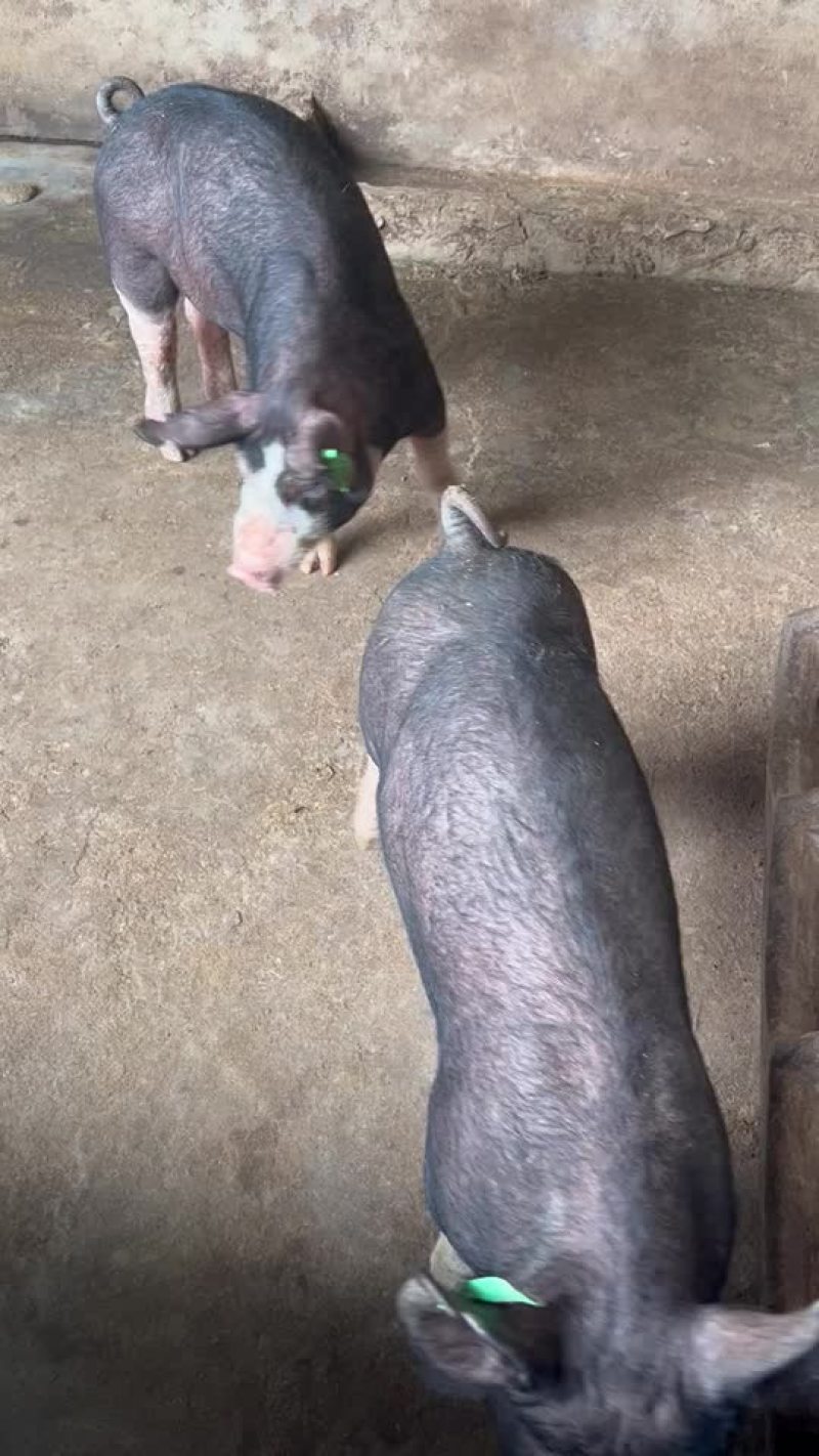 巴克夏种公猪母猪