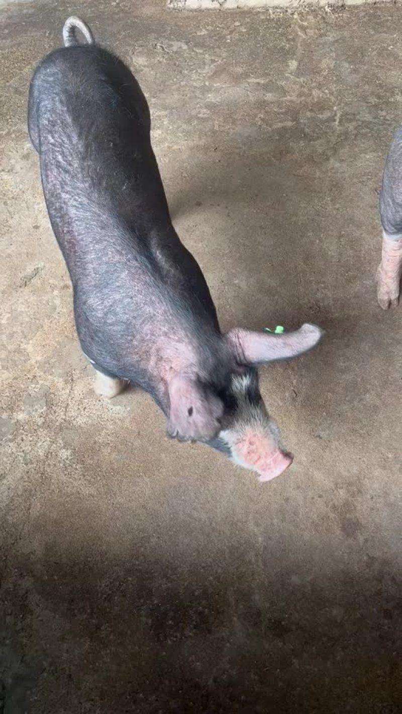巴克夏种公猪母猪