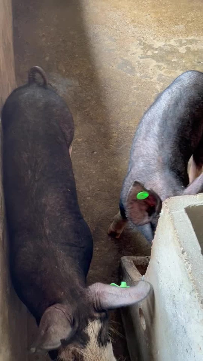 巴克夏种公猪母猪